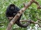 Black Howler MonkeyÑŽ Alouatta carayaÑŽ male on the tree. Green natural background.Natural Habitat. Brazil