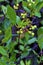 Black Huckleberry Unripe Berries 807401