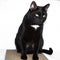 A black huge cat with a white breast sits on a cardboard scratching post. Isolated on a white background.