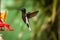 Black Hummingbird flying