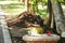 Black hungry crow searching for food on the dust bin