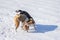 Black hunting dog bites Basenji while playing