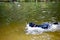 A black hunting dog is stalking ducks in a pond. Running animal