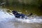 A black hunting dog is stalking ducks in a pond. Running animal