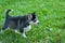 Black husky puppy walking through the grass