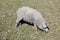 Black Iberian pig on a meadow