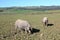 Black Iberian pigs