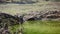 Black Iberian pigs drinking water river through the oak trees in field