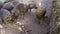 Black Iberian pigs eating acorn in field Extremadura. Pig herd pasturing