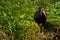 Black ibis