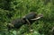 Black Ibis, pseudibis papillosa, Adults Grooming