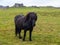 Black icelandic horse