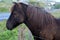 Black Icelandic Horse