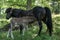 Black Icelandic horse mare with her palomino colored foal