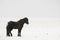 Black Icelandic Horse Solo