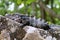 Black Iguana on camouflage, close-up