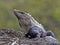 Black iguana, Ctenosaura similis, is a massive lizard, residing mostly on the ground, Belize