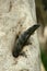 Black Iguana Emerging from Tree Hole