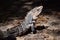 Black Iguana, Manuel Antonio National Park, Costa Rica