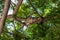 Black iguana in the tree tops