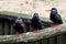 Black Inca Tern, red bill, Peru. Inca Tern, Larosterna inca, bird on the tree branch.