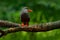 Black Inca Tern, red bill, Peru. Inca Tern, Larosterna inca, bird on the tree branch. Tern from Peruvian coast. Bird in the nature