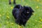 Black indoor decorative dog of breed Pekingese. Background with copy space