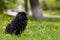 Black indoor decorative dog of breed Pekingese. Background with copy space