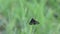 Black insect  catching on green grass nature garden outdoor background