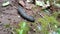 Black insect Caterpillar is walking in the forest indian wild life