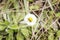 Black insect on a daisy flower