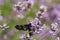 Black insect on lavender angustifolia, lavandula