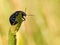 The black insect sits on a wheat spikelet. Macro with blurry background. Pest control crop. Pollination of plants with