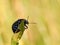 The black insect sits on a wheat spikelet. Macro with blurry background. Pest control crop. Pollination of plants with flowers.