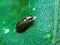 A black insect sitting on a green leaf and reflecting sunlight