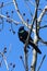Black Iridescent Bird Identified as a Grackle Perched on a Bare Tree Branch with Red Buds