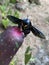 A Black iridescent Bumble Bee