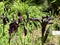 Black iris / Iris chrysographes / Black-flowered, Siberian Iris, Goldstreifen-Schwertlilie or Gold-Marked Iris