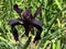 Black iris / Iris chrysographes / Black-flowered, Siberian Iris, Goldstreifen-Schwertlilie or Gold-Marked Iris