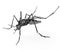 Black isolated mosquito