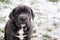 Black Italian Mastiff puppy