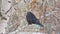 Black jackdaw bird sits on the branches of a birch tree in the cold autumn