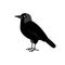 Black jackdaw with blue eyes isolated on a white background. City birds.