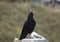 Black jackdaw Corvus monedula in the mountains