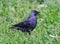 Black jackdaw in the green grass