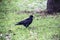 Black jackdaw on green grass. An jackdaw walking on the grass in the forest
