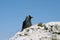 Black jackdaw on rock