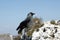 Black jackdaw on rock