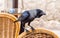 Black jackdaw sits on the back of a wicker chair near a table in