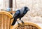 Black jackdaw sits on the back of a wicker chair near a table in